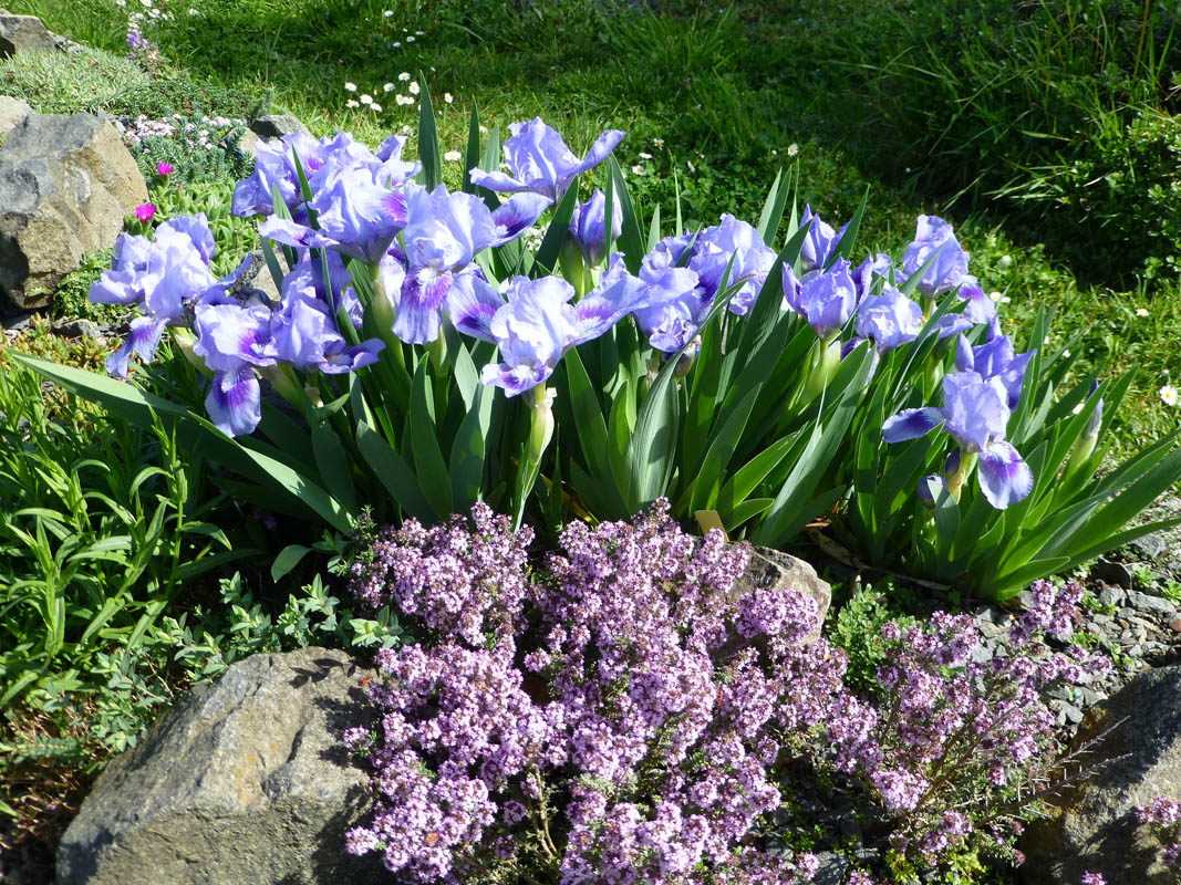 Iris pumila 'bleu' photo